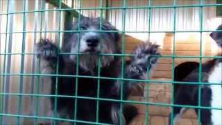 Собаки из приюта - БЕККИ___приют-щербинка.рф