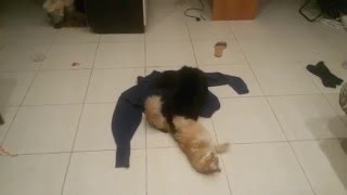 Кот делает куни! Шок! Смотреть всем до конца!