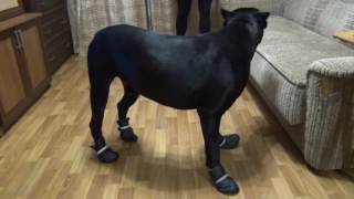 Кане Корсо Деррек одевает ботинки на зиму, Cane Corso Derrek dress shoes for the winter,