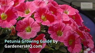 Petunia Growing Guide by GardenersHQ