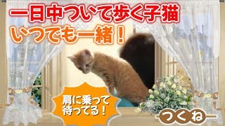 飼い主にベッタリ！どこにでもついて歩く甘えん坊な《茶トラ子猫》の超忙しい毎日