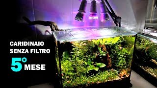 Caridinaio SENZA FILTRO (5° MESE) • Un'esplosione di VITA