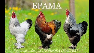Куры БРАМА. Подробно и интересно о породе кур брама