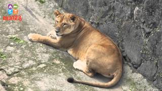 Parque Zoológico Nacional de El Salvador. Centroamérica.
