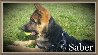 Walking And Fetch With A German Shepherd Puppy (Saber-15 Weeks)