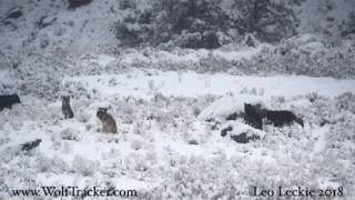 WINTER WOLVES