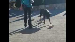 Rottweiler Scent Detection Training