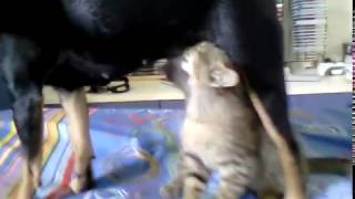 Cane che allatta cuccioli di gatto
