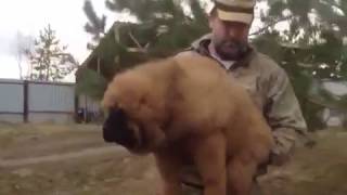 Тибетский мастифа можно купить в Москве