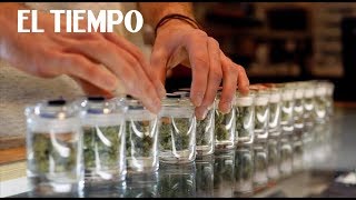 El camino de la legalización de la marihuana medicinal en Colombia.  | EL TIEMPO