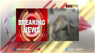 Four lions enter Sakhoda village in Jafrabad, kill two oxen