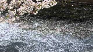 琴Koto　花筏(はないかだ)　多重録音で合奏　沢井忠夫　Sawai Tadao"Rafts of petal"
