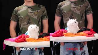 EOS CANON 1DC vs CANON 6D vs CANON 5Dm2  chi vincerà?