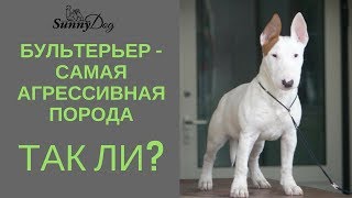 Бультерьер - самая агрессивная порода