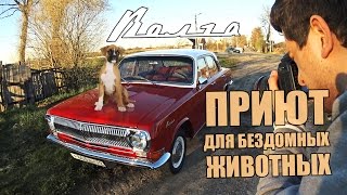 #ДелайПикчи - Волга 1975. Приют Для Бездомных Животных