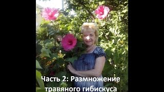 ТРАВЯНИСТЫЙ ГИБИСКУС ВЫРАЩИВАНИЕ, РАЗМНОЖЕНИЕ ДЕЛЕНИЕМ КУСТА  ЧАСТЬ 2