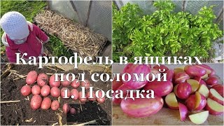 Картофель в ящиках под соломой. 1. Посадка // Potato in boxes. 1.  Planting