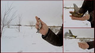 Ловля певчих птиц. Трофейный щегол, зеленцы. Последний зимний видос.