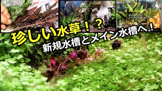 水草水槽のアクセントに珍しい水草！？新規水槽とメイン水槽に！