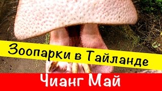 Зоопарк в Тайланде. Чианг Май.