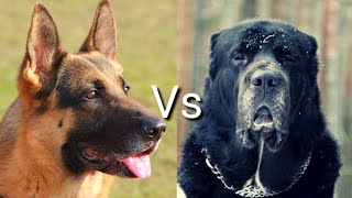 Немецкая овчарка против Алабай! КТО СИЛЬНЕЕ?
German Shepherd VS Alabay!
WHO IS STRONGER?