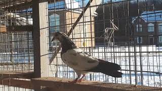 Pakistanian teddy pigeons from Ashiq Hussein in Moscow. Пакистанские голуби тэдди +7(925)502-25-09