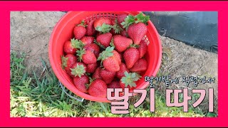 [미국일상 VLOG] 아틀란타 젊줌마 일상: 딸기따러 딸기밭에 갔어요!