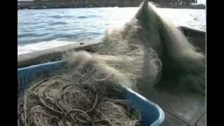 富山湾水中映像 Vol.39 2012.11月 黒部市沖 ヒラメ刺し網漁