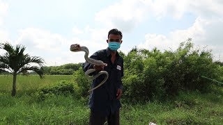 Phần 4 : Võ Minh Phụng " Kẻ Hủy Diệt " Tất Cả Các Loài Rắn