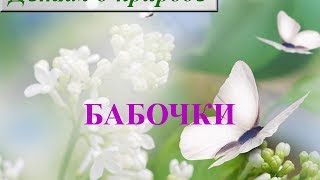 Интересные факты о насекомых ✿ Сообщение о насекомом бабочке