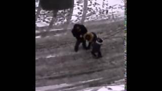 Дочка с отцом тащат домой пьяную мамку,ВОТ ЭТО ДЕЙСТВИТЕЛЬНО ДИКОСТЬ