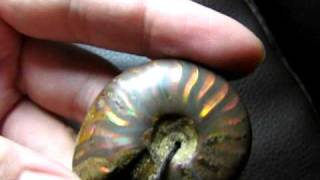 Placenticeras Meeki Ammolite FOSSIL Ammonite FENG SHUI AAAAA 斑彩螺石,斑彩石