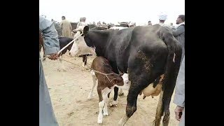 اسعار بقر اللبن  والعجل والبقر الوالد بسوق الأربعاء بادفو اسوان # قناه الحلوين