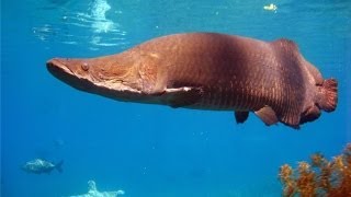 Arapaima - pirarucu - paiche - Арапаима