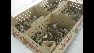 Tutorial on Raising Guinea Fowl