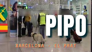 Un perro "pasivo" detector de drogas descubre 4 kg de cocaína en una maleta en El Prat