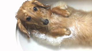 Bathing dog ミニチュアダックスNICOのバスタイム