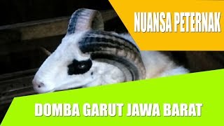 PESONA PEJANTAN DOMBA GARUT TANGKAS - KOLEKSI PETERNAK JAWA BARAT