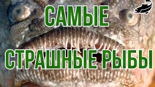 Самые страшные рыбы на свете. The worst fish in the world HD 2016