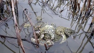 Брачный период весенних лягушек /spring frogs mating season