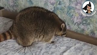 Где в доме вырыть нору? ??? Енот шкодит Еноты хулиганы ?