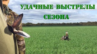 Охота на зайца. Удачные выстрелы сезона