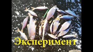 Ловля плотвы зимой по первому льду под Киевом