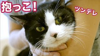 抱っこが大好きな猫「ハッチ」〜赤ちゃん気分のかわいい猫…最後逆ギレ！？　Cats Likes Mom.《2匹の猫通信/Cats Life TV》