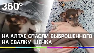 В Бийске спасли щенка, выброшенного в мусор