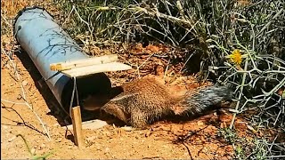 شاهد أذكى وأروع طريقة لصيد السناجب البرية في المغربThe coolest and smartest way to catch squirrels