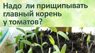 Рассада томатов Надо ли прищипывать корень при пересадке