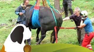 Hubschrauber transportiert verletzte Kuh von der Guggialp VS