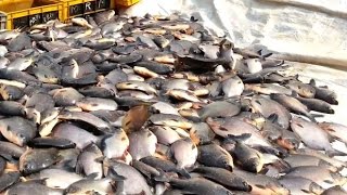 Red bellied piranha fish Harvesting