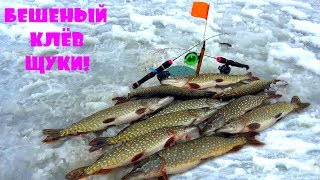 Бешеный клев щуки на жерлицы и балансиры! Нашли место на реке где щуки просто кишит!